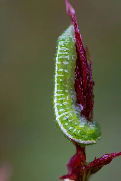 Green Caterpillar White Stripe Purple Leaf Macro Photo Worm Rose — ストック写真