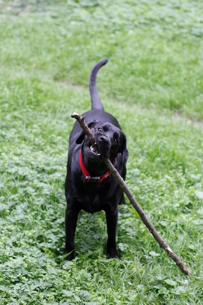 Black labrador in the park. A dog gnaws a stick