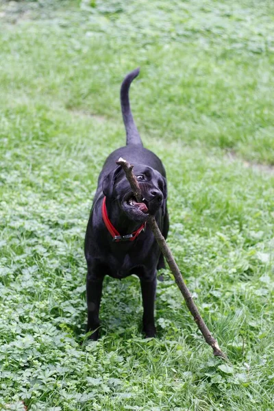 Black labrador in the park. A dog gnaws a stick