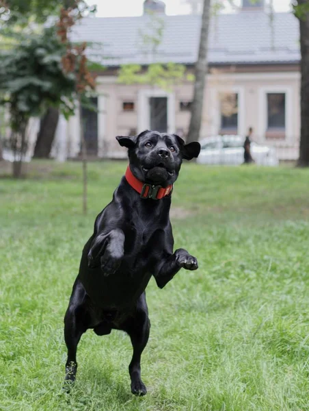 Black labrador in the park. The dog jumps and catches the stick