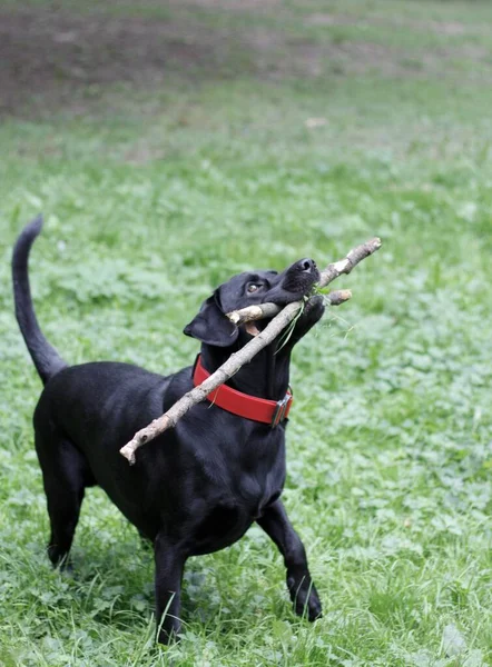 Black Labrador Park Dog Holds Stick Its Mouth Looks Dog Fotos De Stock