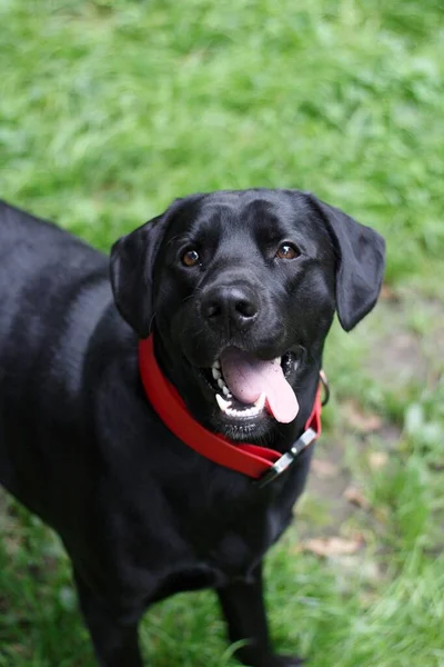 Black Labrador Park Dog Smiling Imágenes De Stock Sin Royalties Gratis