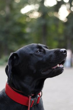 Parktaki siyah labrador portresi. Yeşil arka planda bir köpek. Siyah kürklü, burunlu, gözlü ve kırmızı yakalı bir köpek. Köpek ileriye bakıyor.