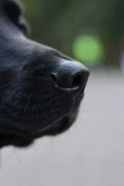 Macro photo of the nose of a black labrador. Dog\'s face with whiskers. Green background