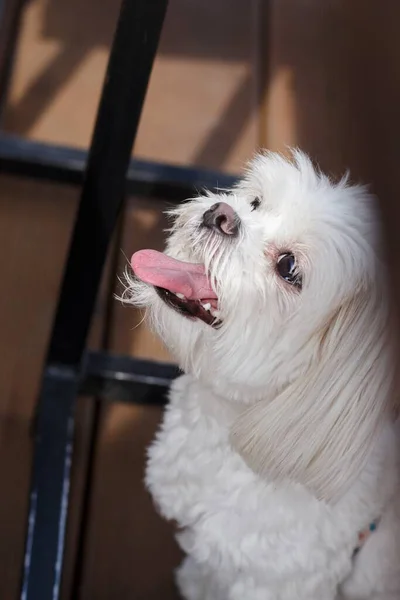 White Maltese Dog Sits Table Wooden Floor Bichon Tongue Out — Stock Photo, Image