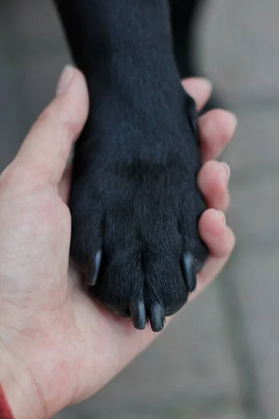 Pata Labrador Negra Mano Femenina Garras Perro Negro Perro Una Fotos De Stock Sin Royalties Gratis