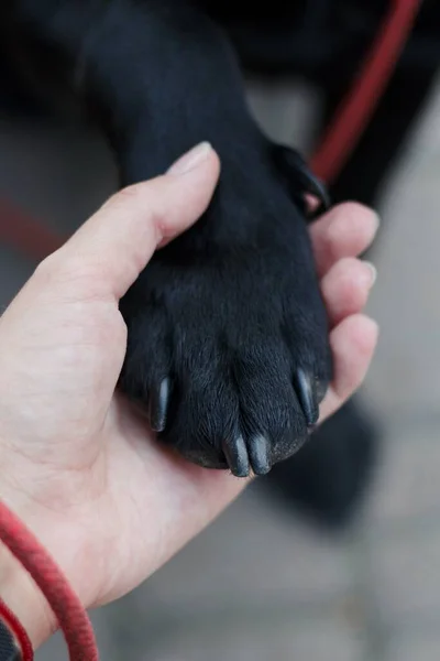 Pata Labrador Negra Mano Femenina Garras Perro Negro Perro Una Imagen De Stock