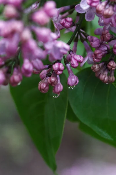 紫色のライラックのマクロショット 木の上の小さな花 緑の茂みにライラックの芽 雨の日の美しい自然 — ストック写真