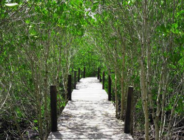 Tayland 'ın doğusunda ağaçların arasından parlayan parlak güneş ışığıyla mangrov ağaçlarının ortasındaki ahşap geçit..