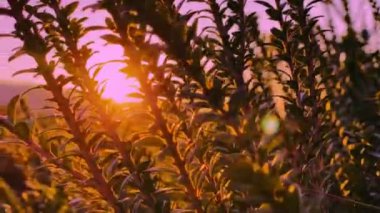 Güzel bir arazide dramatik bir gün batımı. Makro üzerindeki kamera ekinler arasında hareket eder ve renkli bir manzara yakalar.
