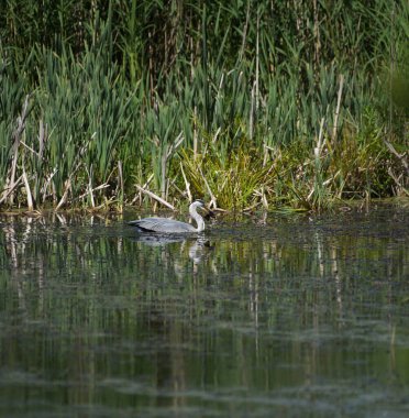 Gri Herion Balık Yiyor