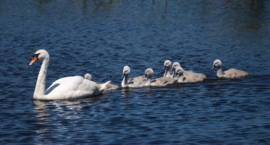 Kuğu ağları Kuğu Takibi