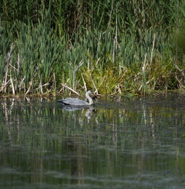 Gri Herion Balık Yiyor