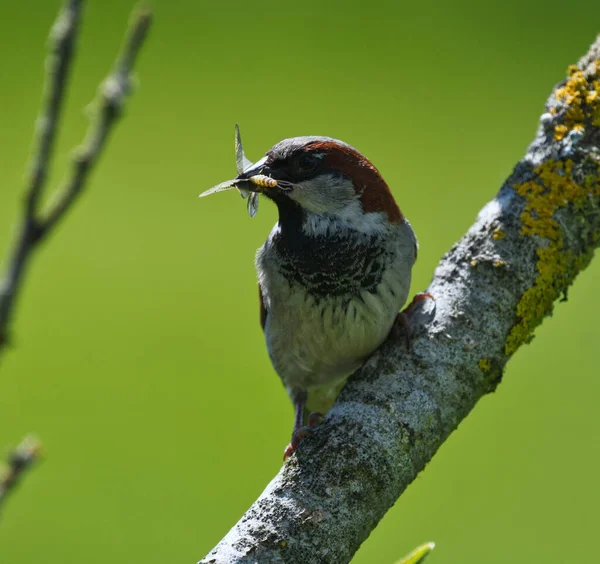 Sparrow Branch Eating Fly — Photo