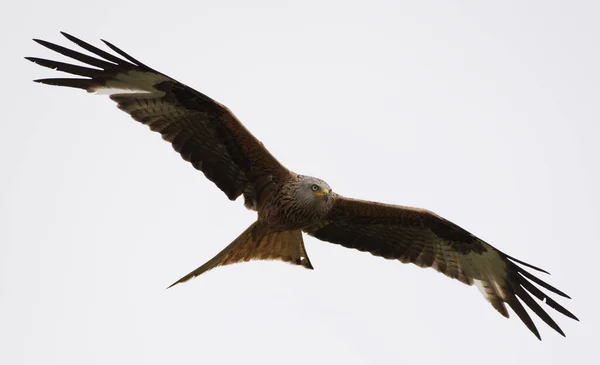 Rotmilan Fliegt Der Luft — Stockfoto