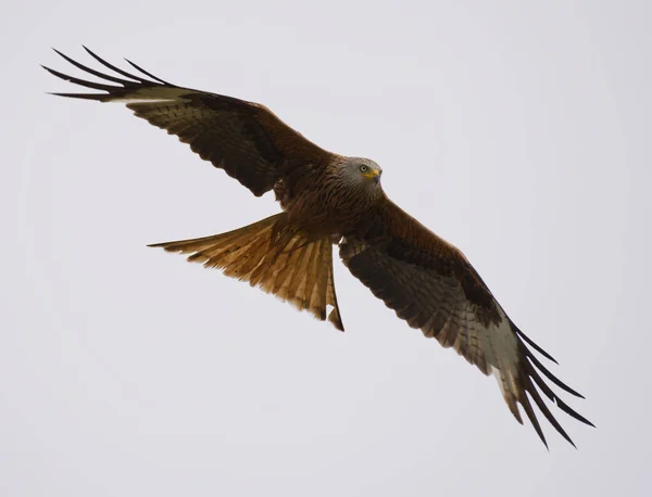 Κόκκινος Αετός Που Πετάει Στον Αέρα — Φωτογραφία Αρχείου