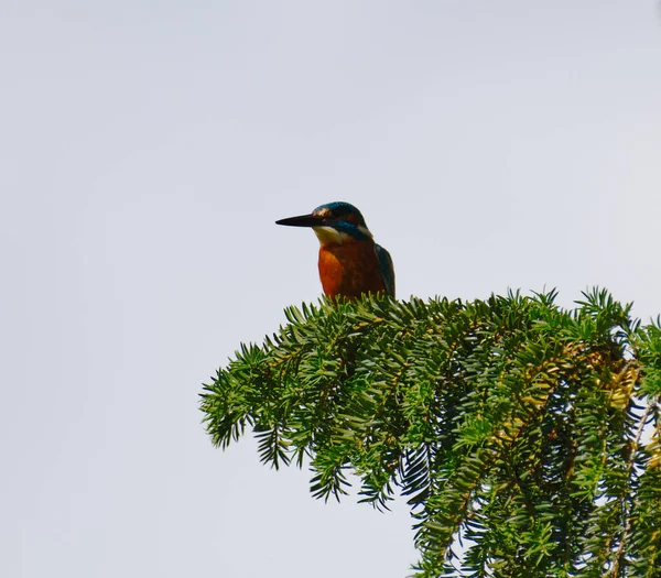 Kingfisher Sat Tree Branch — Stockfoto