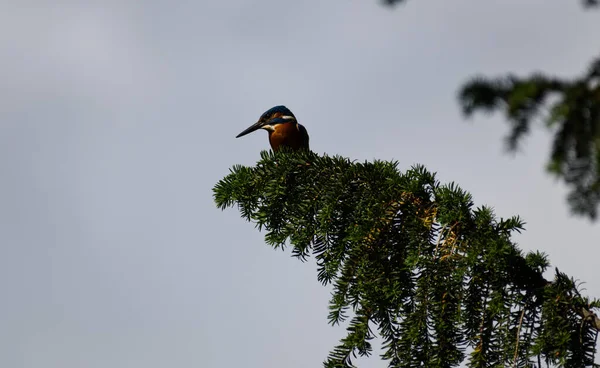 Kingfisher Καθόταν Ένα Κλαδί Δέντρου — Φωτογραφία Αρχείου