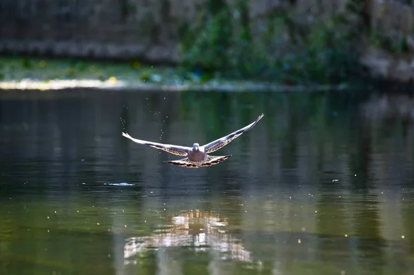 Pigeon Flying River Avon — Stock Photo, Image