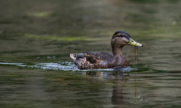 Mallard Duck Eating Weed River Avon Wiltshire — 스톡 사진