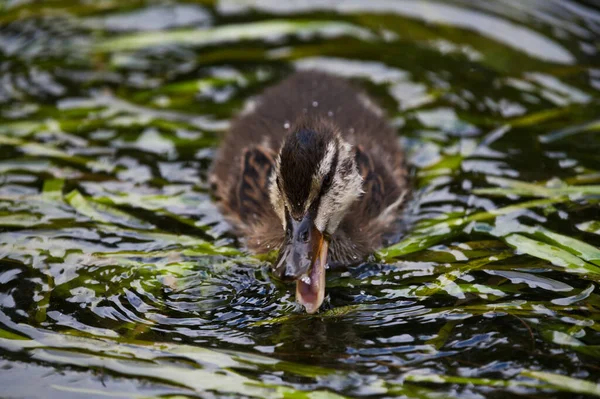 Mallard Duck Chick Eating Food River Avon Wiltshire — 스톡 사진