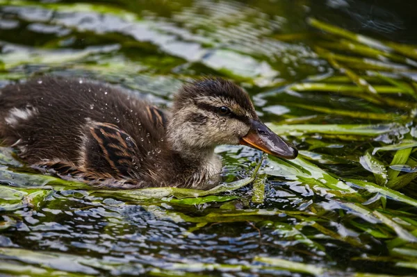 Mallard Duck Chick Eating Food River Avon Wiltshire — 스톡 사진