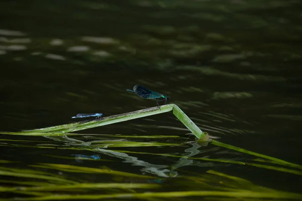 Dargonfly Weed River Avon Wiltshire — 스톡 사진