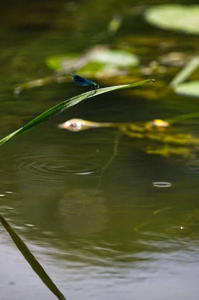 Libelle Auf Gras Fluss Avon Wiltshire — Stockfoto