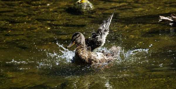 Mallard Duck Chopping River Avon Wiltshire — Foto de Stock