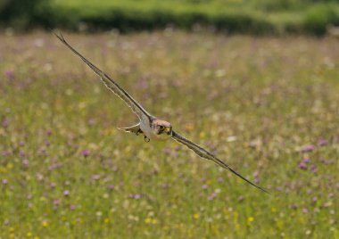 Gökdoğan, güneşli bir günde çayırda hızla uçuyor.