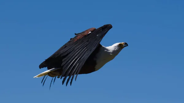 Sea Eagle Hawk Voando Para Cima Direção Comida — Fotografia de Stock