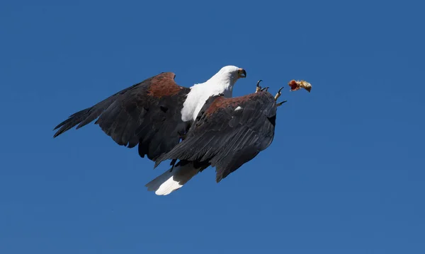 Sea Eagle Hawk Flying Up towards Food