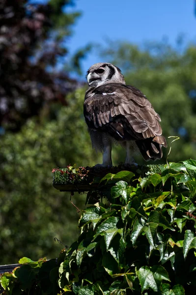 Verreaux Eagle Κουκουβάγια Κάθεται Ένα Υποκατάστημα Μια Παράσταση Φύλλα — Φωτογραφία Αρχείου