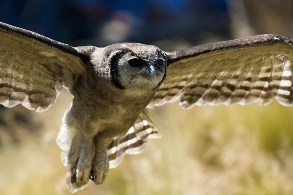 Verreaux Eagle Κουκουβάγια Προσγείωση Φτερά Μια Παράσταση — Φωτογραφία Αρχείου