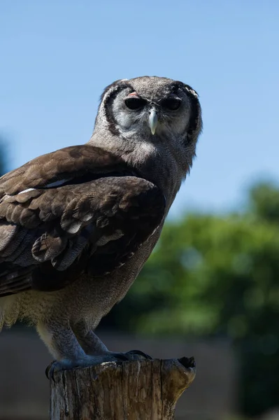 Verreaux Eagle Owl Sitting Branch Close Show — Fotografia de Stock