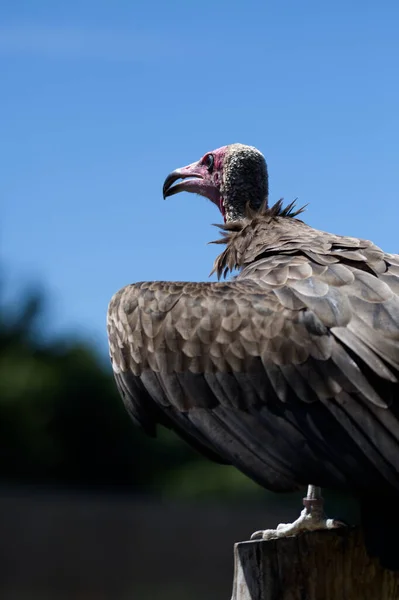Vulture Stilling Regardant Vue Prête Voler — Photo