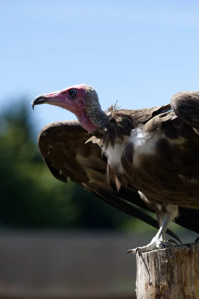 Vulture Stilling Regardant Vue — Photo