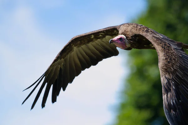 Vulture Flying Camera — Foto de Stock