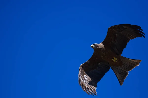 Kite Raptor Pássaro Voando Céu Azul — Fotografia de Stock