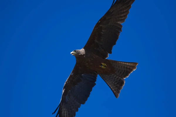 Kite Raptor Pássaro Voando Céu Azul Asas Para Fora — Fotografia de Stock