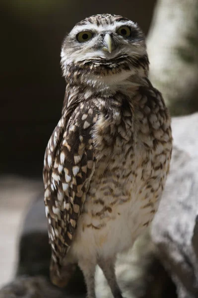 Burrowing Owl Looking Straight Camera — Photo