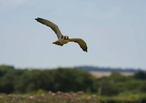 Peregrine Falcon Flying Sunny Day Meadow — Foto de Stock