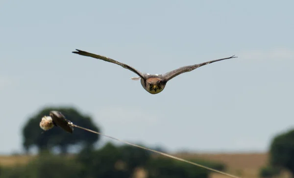 Peregrine Falcon Flying Fast Sunny Day Lure — 图库照片