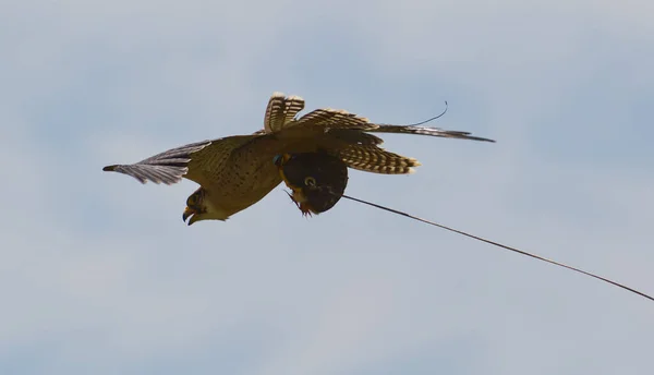 Peregrine Falcon Flying Sunny Day Catching Lure — Fotografia de Stock