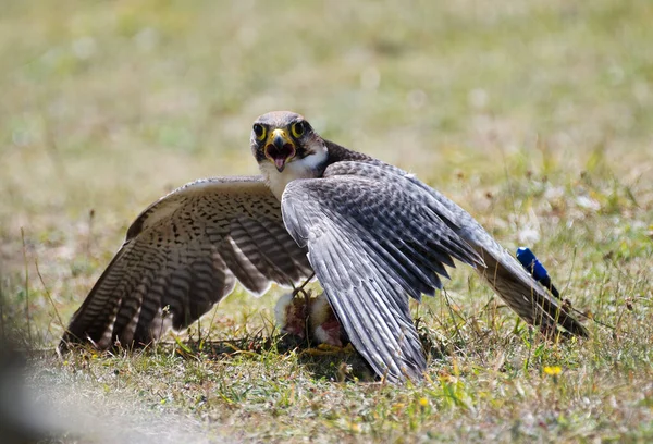 Peregrine Falcon Protecting Caught Lure — Stockfoto