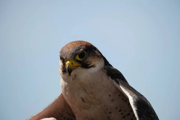 Peregrine Falcon Close Blue Sky Background — Photo