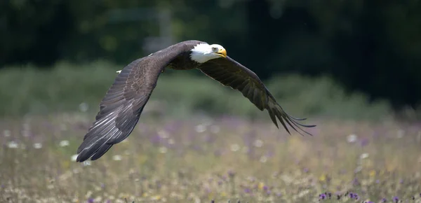 Bald Eagle Flying Meadow Sunny Day — Foto de Stock
