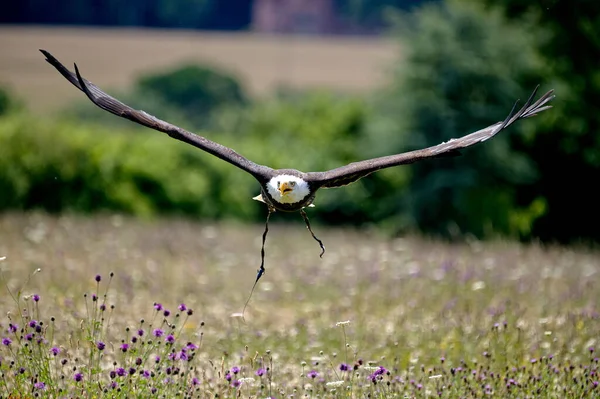 Águila Calva Volando Sobre Prado Día Soleado Hacia — Foto de Stock