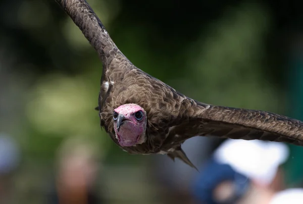 Vulture Flying Crowd Falconry — Foto de Stock