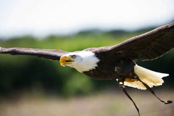 Águila Calva Volando Sobre Prado Día Soleado Cerca — Foto de Stock